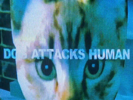 Dog Attacks Human poster